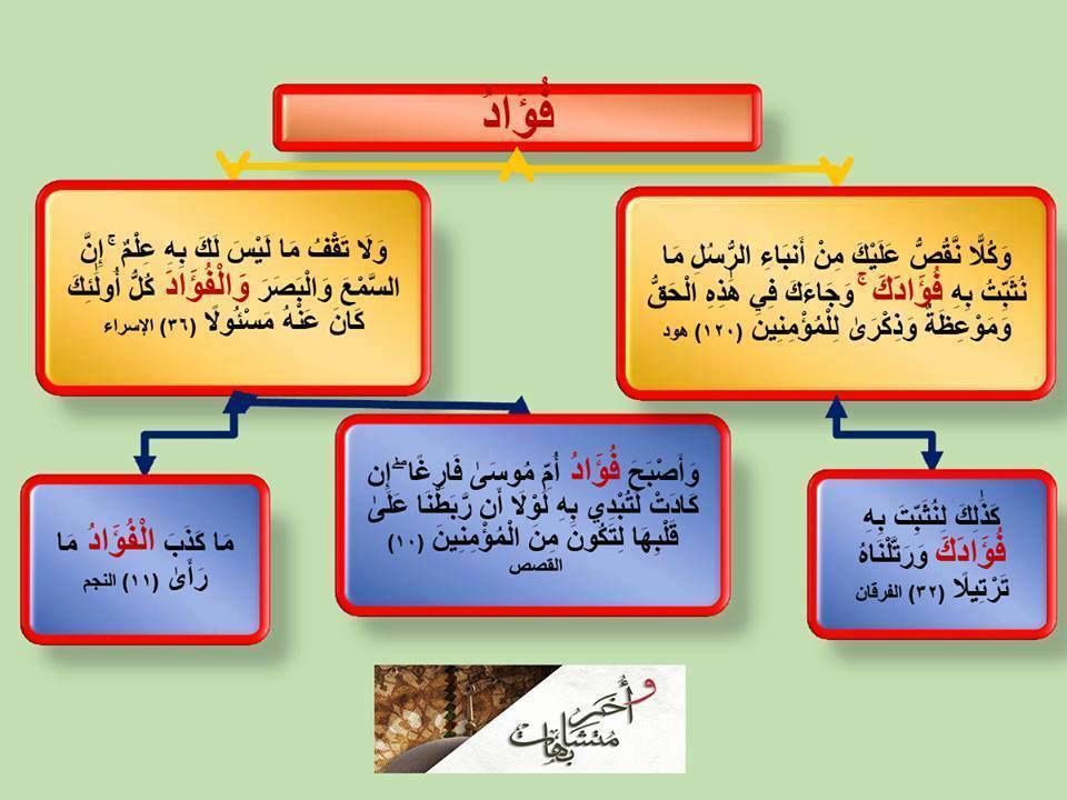 الفرق بين الفؤاد والقلب - الفؤاد يهوى و القلب يعيش 6857