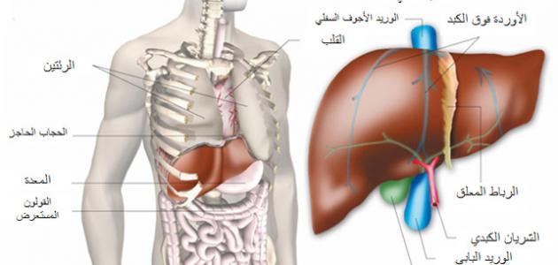 فوائد الكبد في جسم الانسان - اهمية الكبد في جسم الانسان 3658