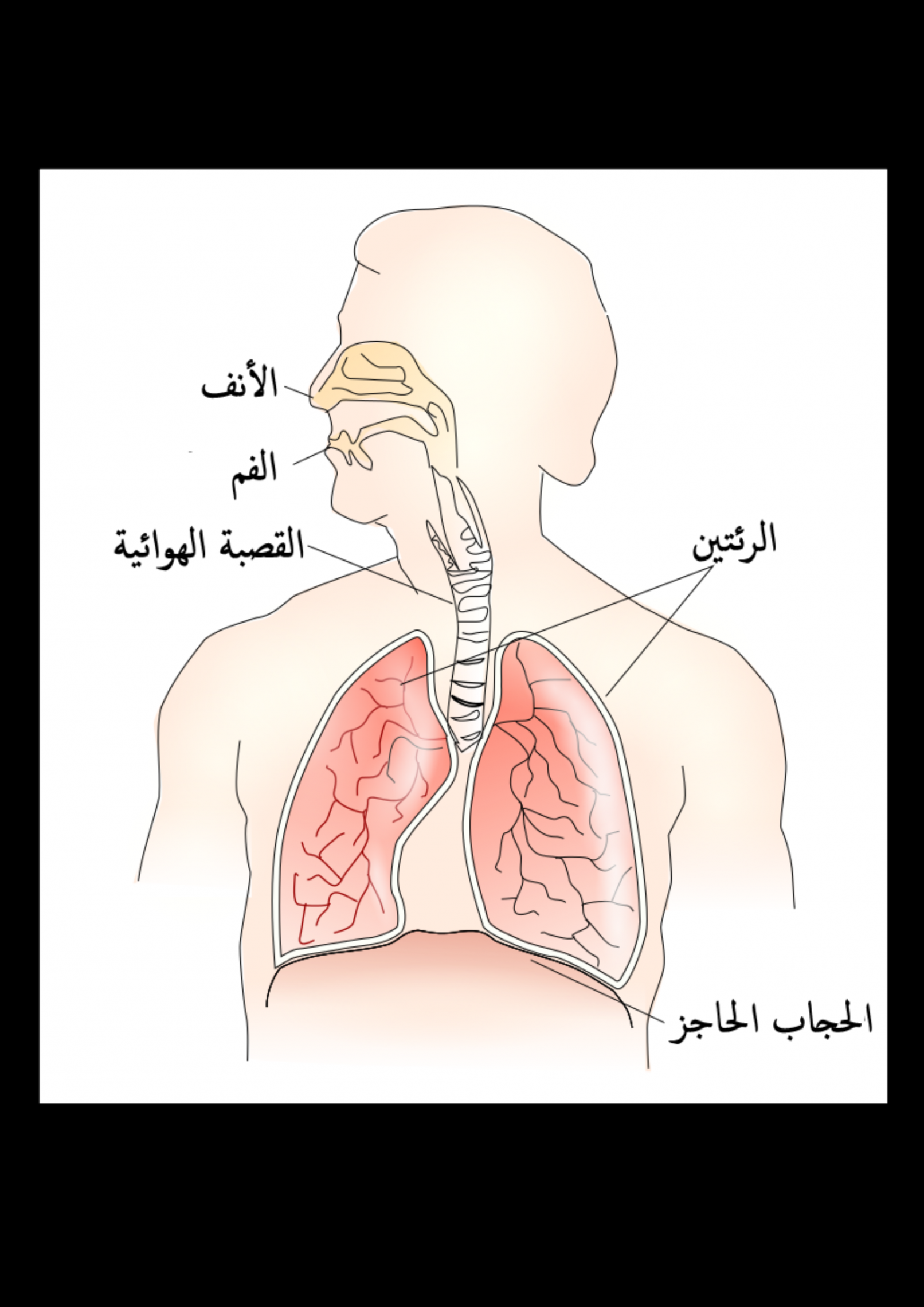 عملية الشهيق والزفير , كيف تتم عملية التنفس