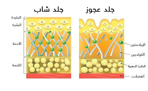 سيروم كولاجين للوجه - اهمية وفوائد السيروم كولاجين للوجه 822 6