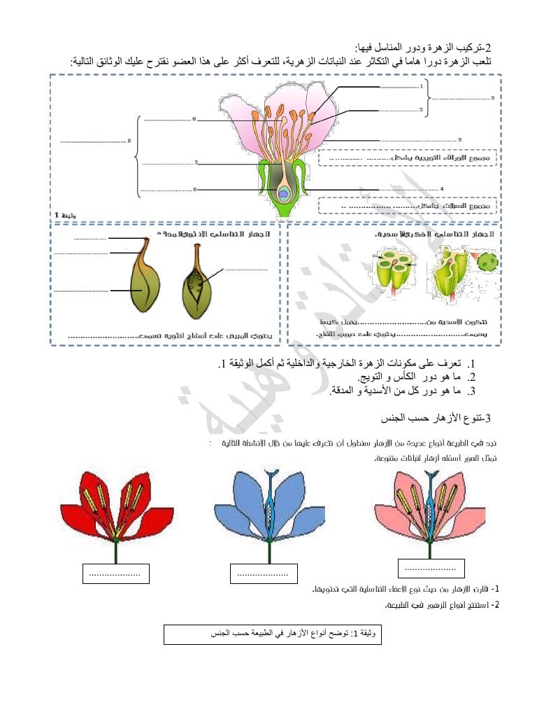 مكونات الزهرة بالصور - صور توضحية لمكونات الزهور 5941 5