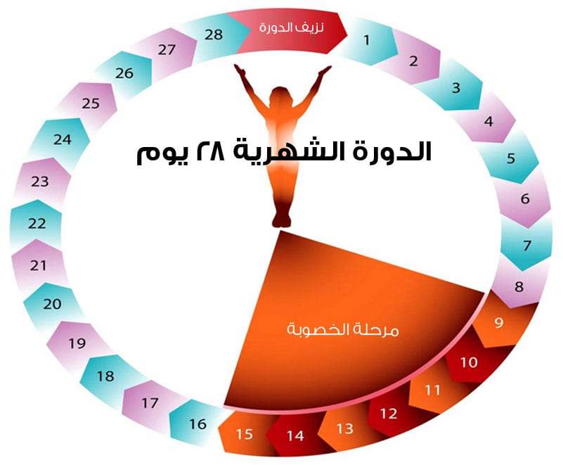 ماهي الدورة الشهرية بالصور - معلومات عن الدورة الشهريه 843 2