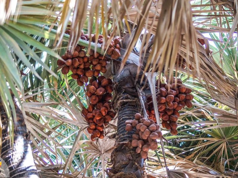 شجرة الدوم بالصور , سحر الدوم فهو غذاء ورزق ودواء