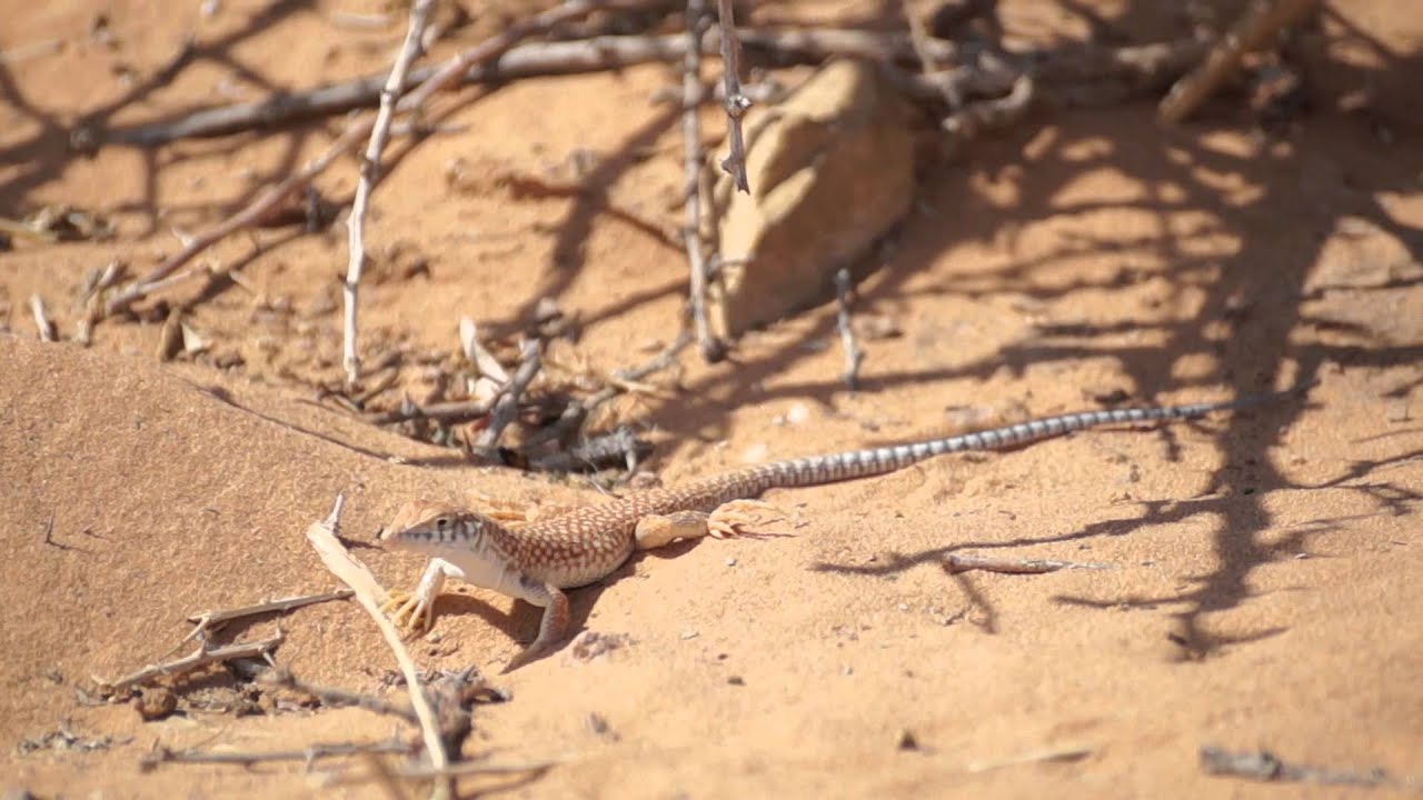 تفسير الاحلام سحلية - رؤية السحلية و الخوف منها في الحلم 6940 3