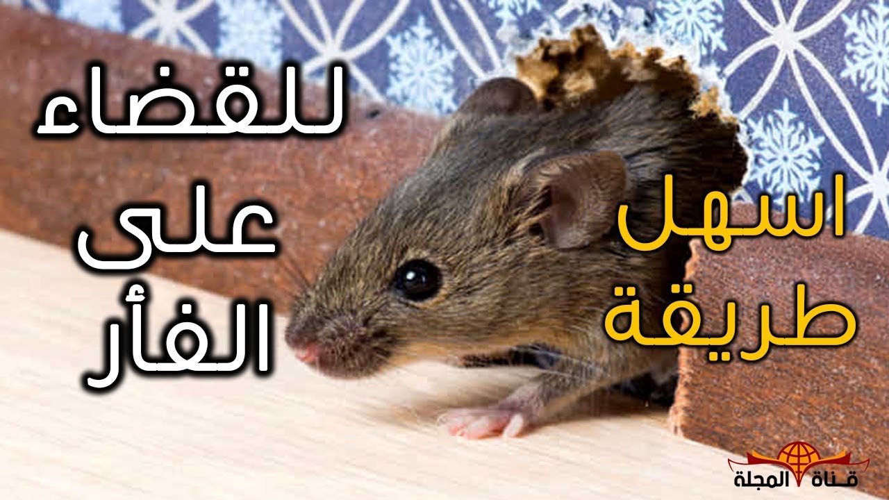 التخلص من الفئران في المنزل