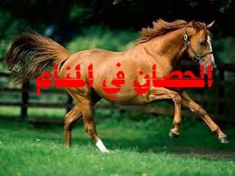 معنى الحصان في المنام - تفسير رؤية الحصان في الحلم 984