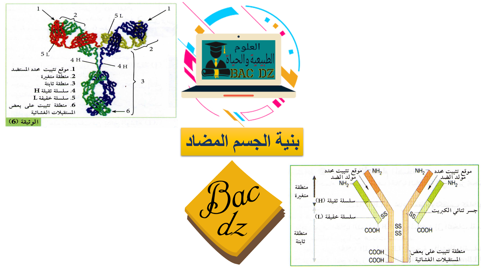 ما هو الجسم المضاد وما دوره ،بنية الجسم المضاد 5549 1