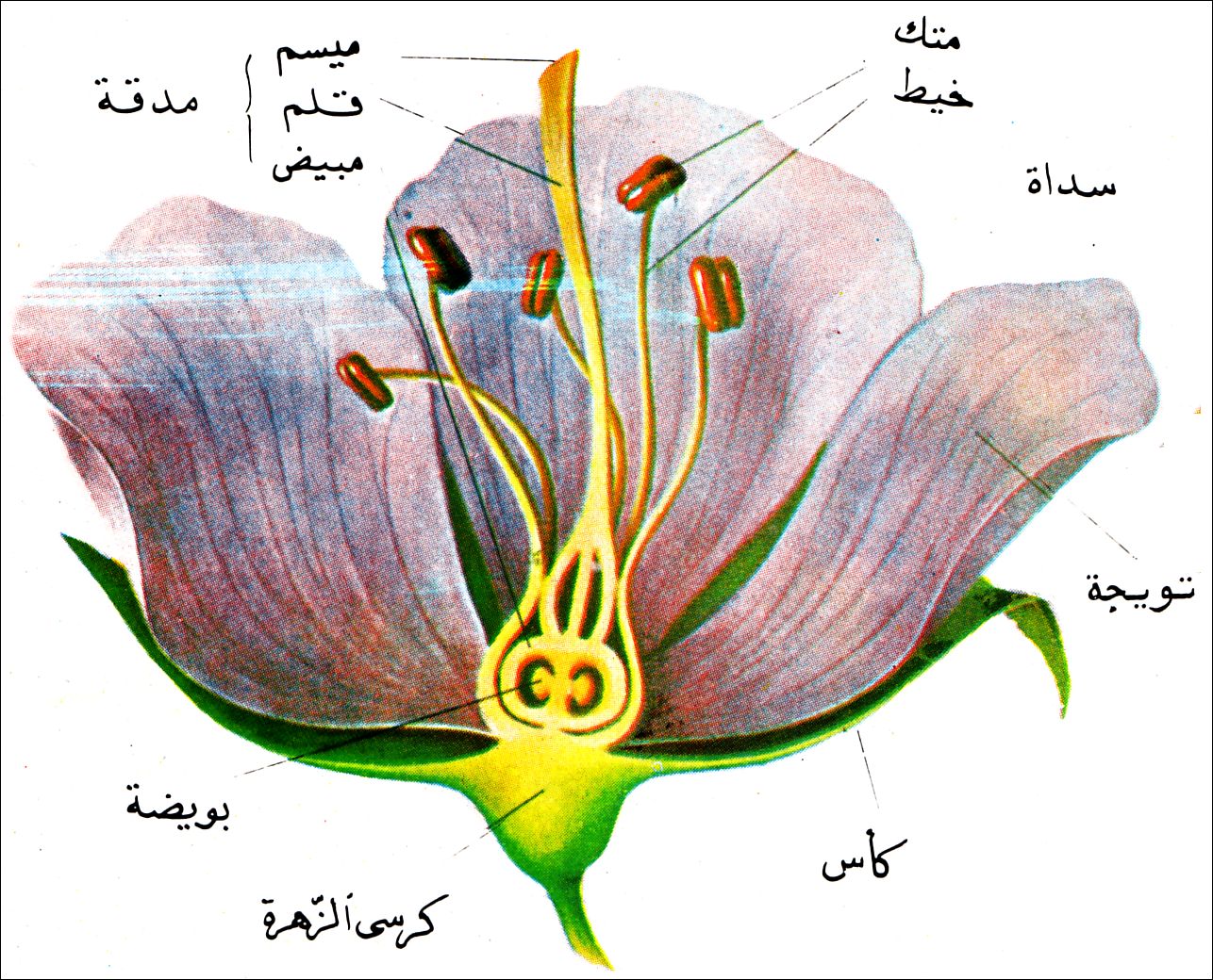 مكونات الزهرة بالصور - صور توضحية لمكونات الزهور 5941 12