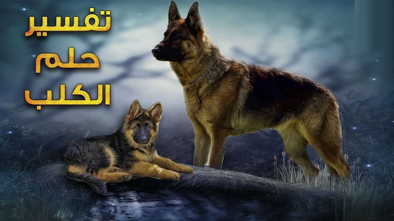 الكلاب في المنام لابن سيرين - دلالات الكلب فى الحلم 6988 1