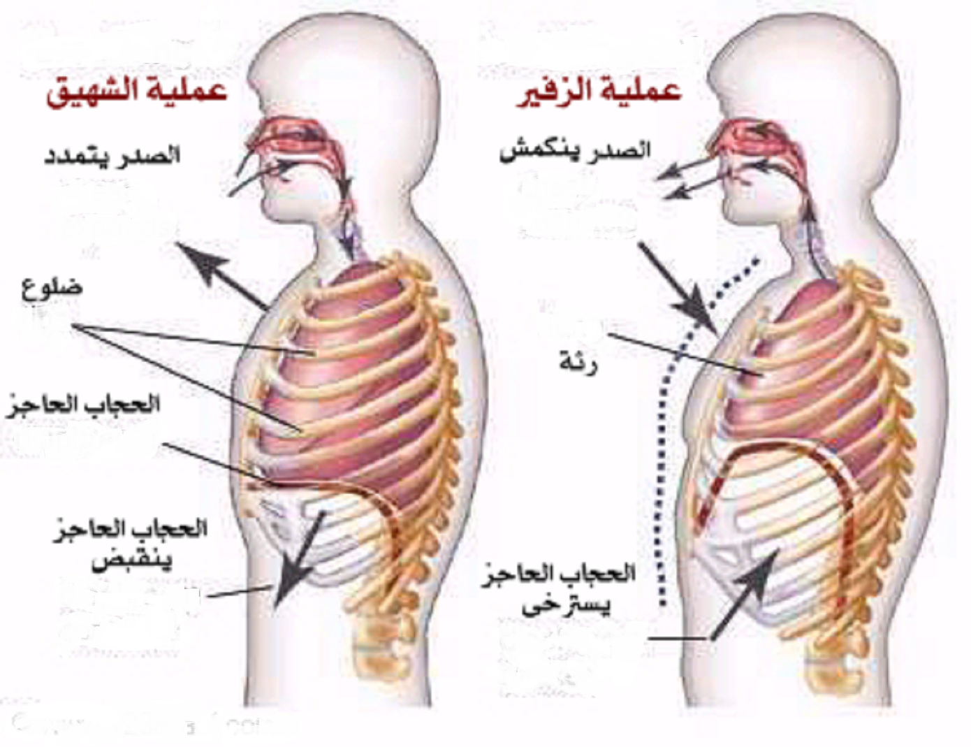 عملية الشهيق والزفير - كيف تتم عملية التنفس 1775 1