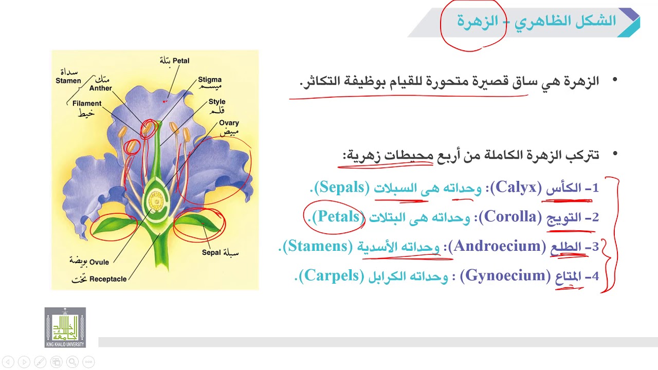 مكونات الزهرة بالصور - صور توضحية لمكونات الزهور 5941 3