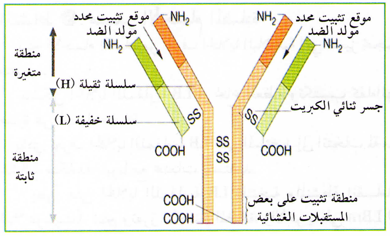 ما هو الجسم المضاد وما دوره ،بنية الجسم المضاد 5549 2