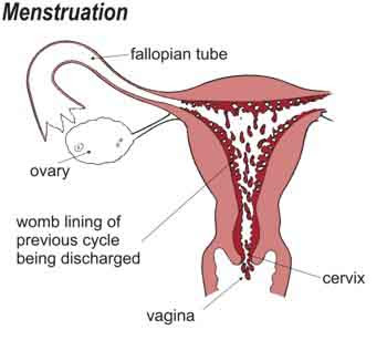 ماهي الدورة الشهرية بالصور - معلومات عن الدورة الشهريه 843 1