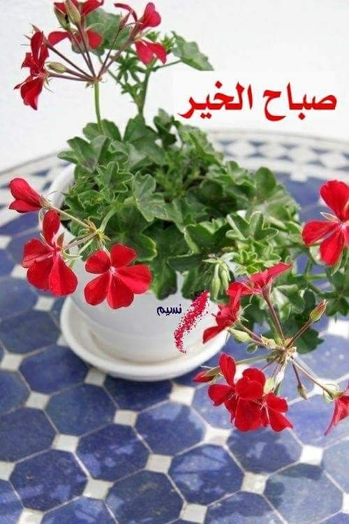 اجمل صباح الخير - صور صباح الخير 938 7