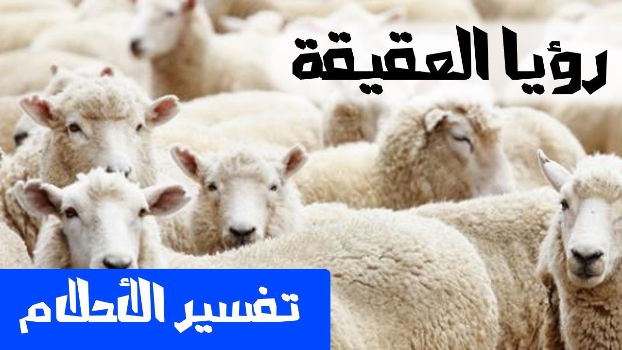 العقيقة في المنام , تفسير رؤيه العقيقه في الحلم