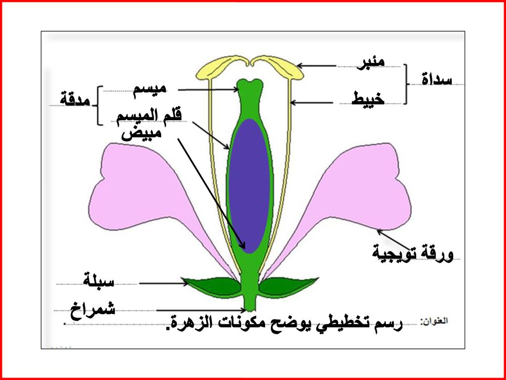 مكونات الزهرة بالصور - صور توضحية لمكونات الزهور 5941