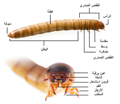 الدود الابيض في البيت - اسباب تواجد الحشرات المنزلية مثل الدود 626 11