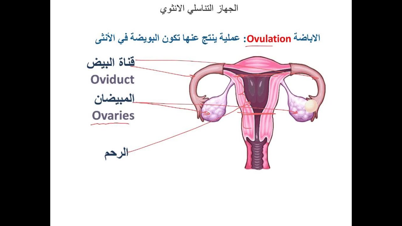 صور فرج المراة - اختلاف شكل المهبل لا يؤثر على العلاقة الزوجية 2581 7