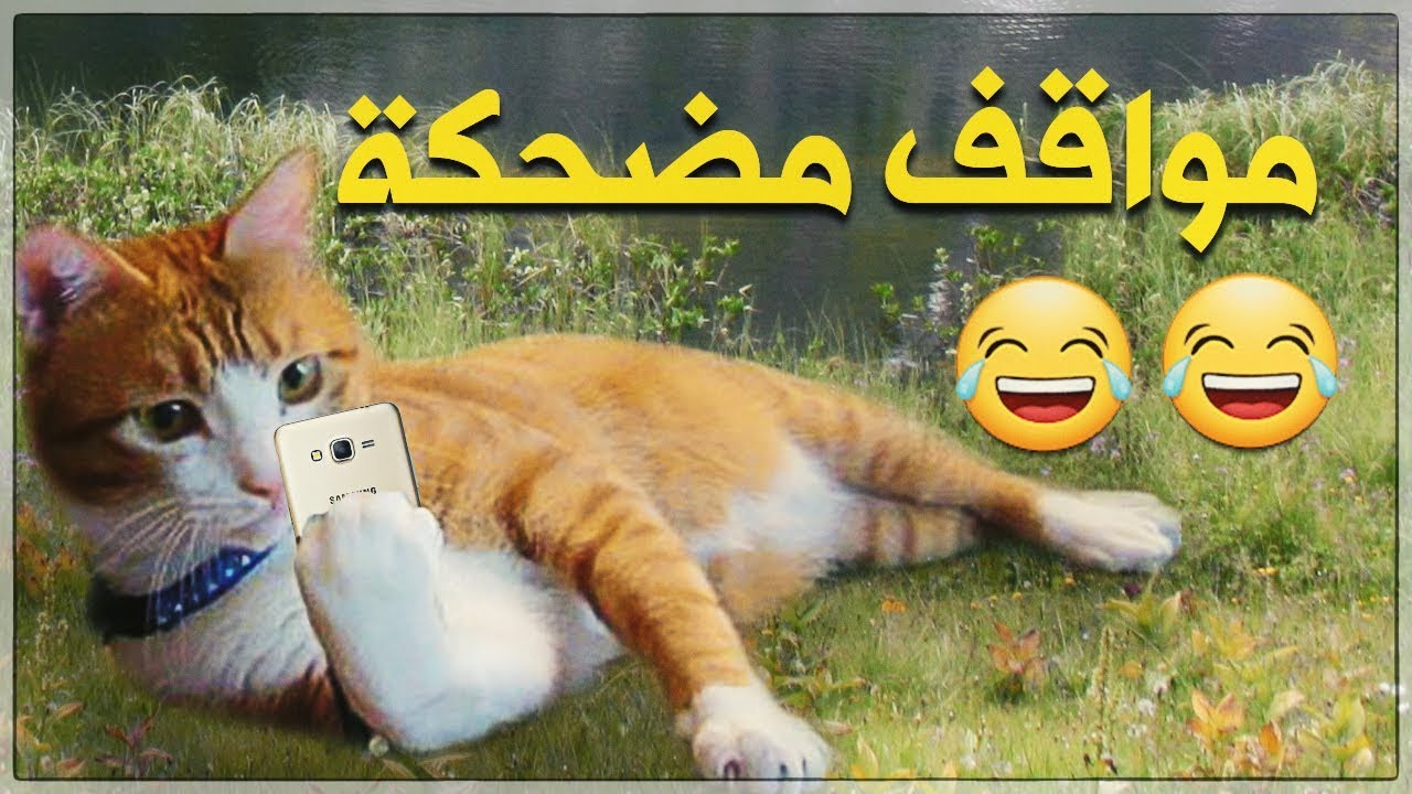 مقاطع مضحكة قصيرة 2019- هتموت من الضحك ههههه 4130 2