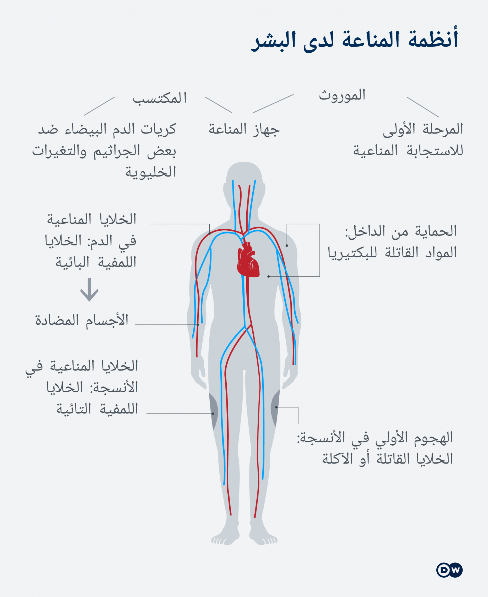 زيادة مناعة الجسم ضد الفيروسات- نصائح طبيه مفيده جدا لزياده مناعه الجسم 4128