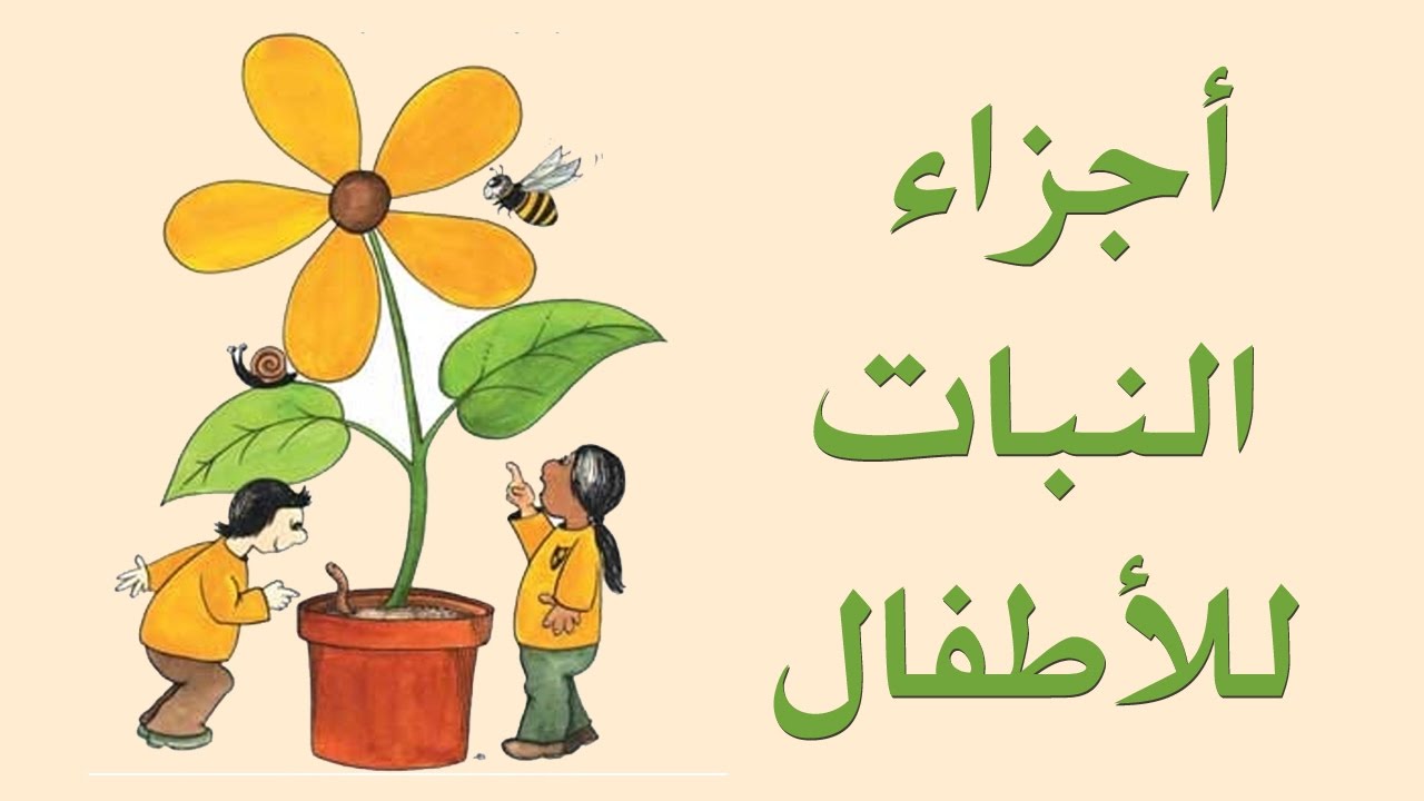 مكونات الزهرة بالصور - صور توضحية لمكونات الزهور 5941 13