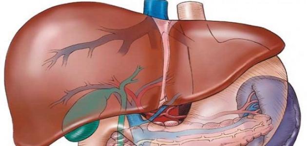 فوائد الكبد في جسم الانسان - اهمية الكبد في جسم الانسان 3658 1