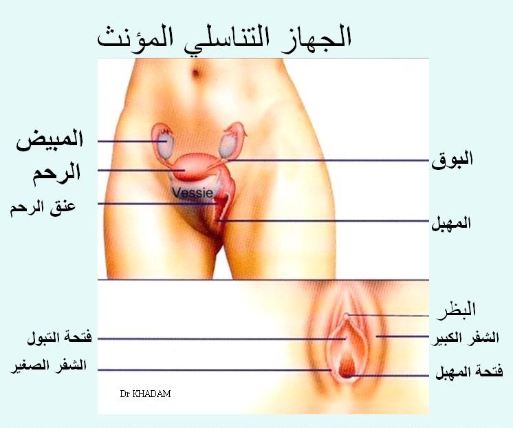 صور فرج المراة - اختلاف شكل المهبل لا يؤثر على العلاقة الزوجية 2581 6