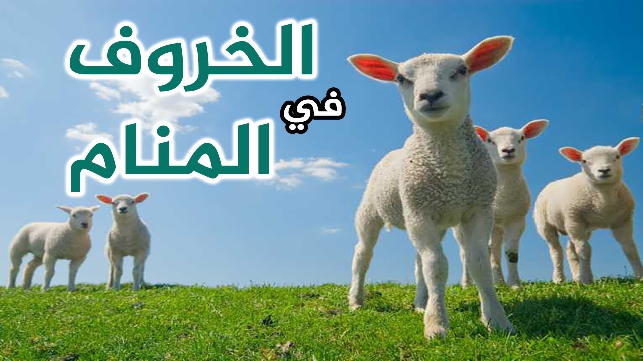 تفسير الاضحية في المنام - الحلم بذبح الخروف في المنام - 4446 1