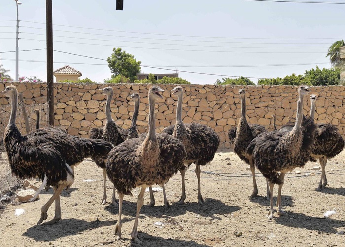 ما اسم ذكر النعام , هل تعلم ماهو اسم النعامة الذكر