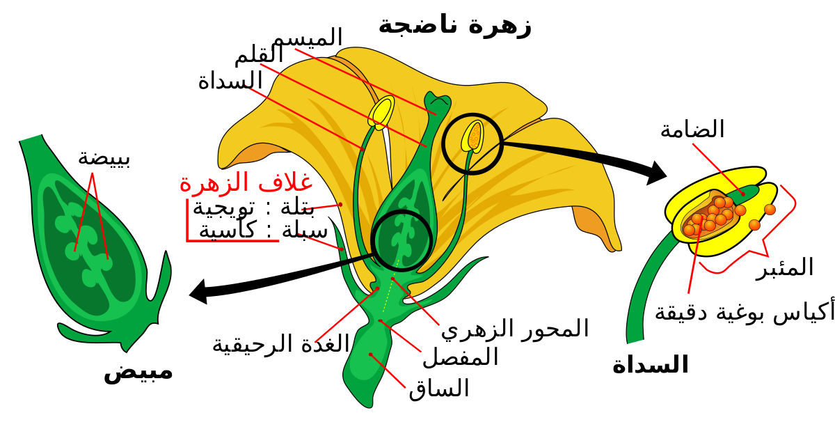 تصنيف النباتات الزهريه - توجد عدة انظمة لتصنيف النبات 2724