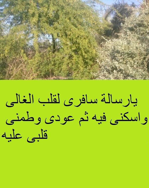 اجمل رسائل غرام وحب - اجمل مسجات حب ورومانسية 1206 1