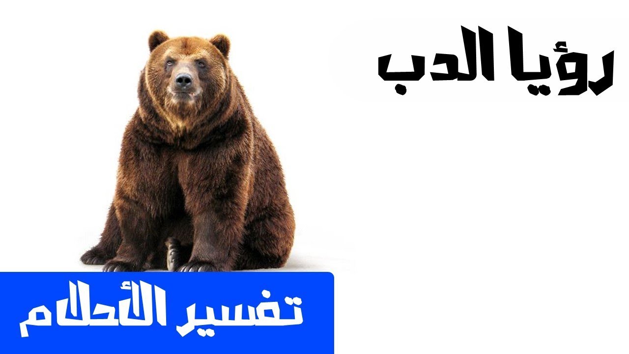 تفسير الاحلام دب , ماذا تعنى رؤية الدب فى المنام