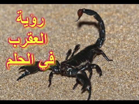 العقارب في المنام - تفسير رؤية العقرب 2259