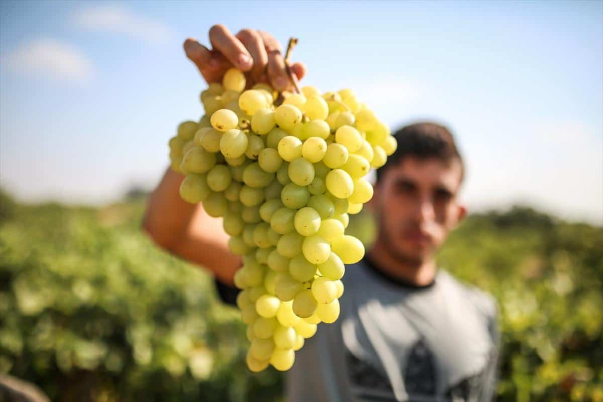 تفسير العنب في المنام - ما هو معنى رؤية العنب 853 2