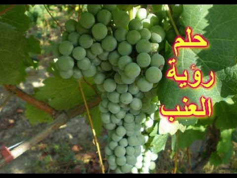 تفسير العنب في المنام - ما هو معنى رؤية العنب 853 10