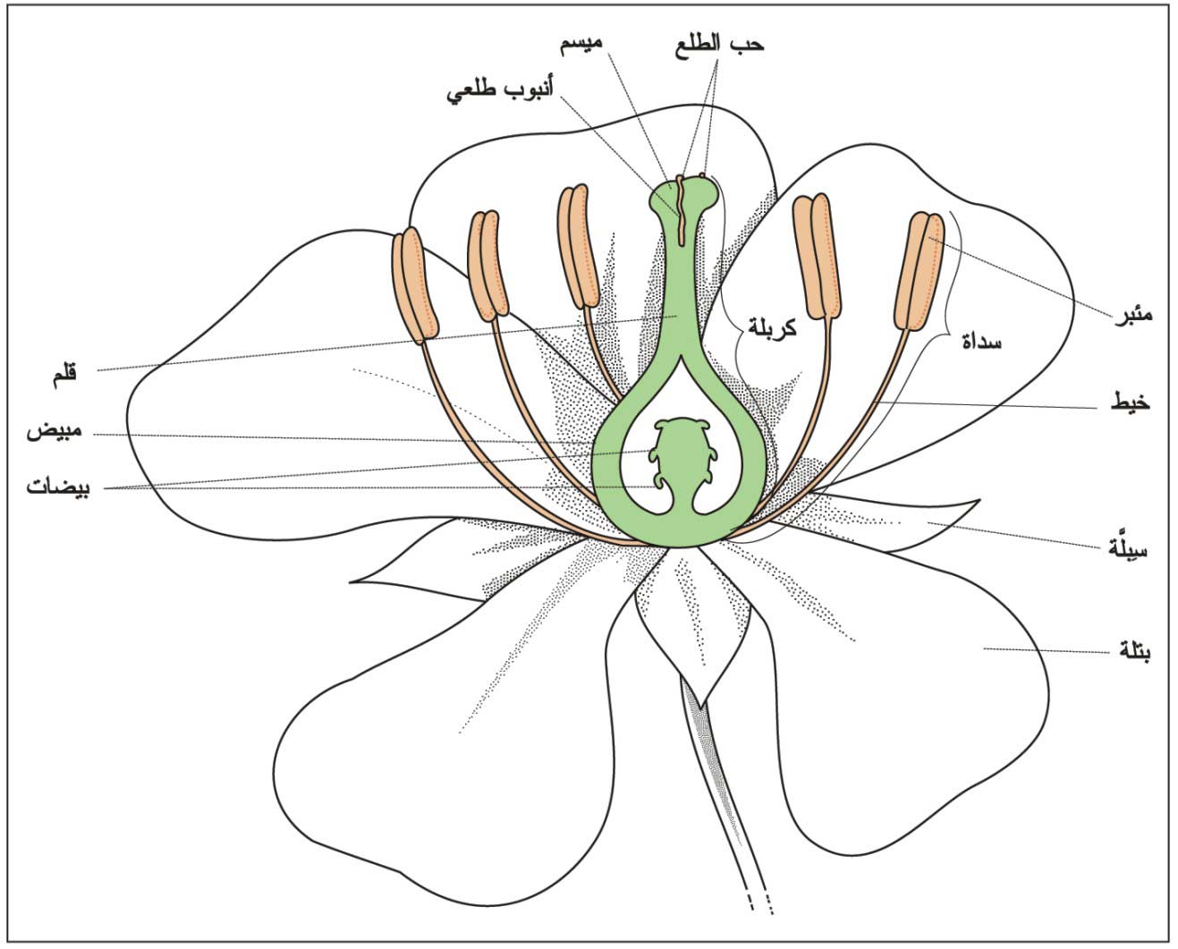 مكونات الزهرة بالصور - صور توضحية لمكونات الزهور 5941 2