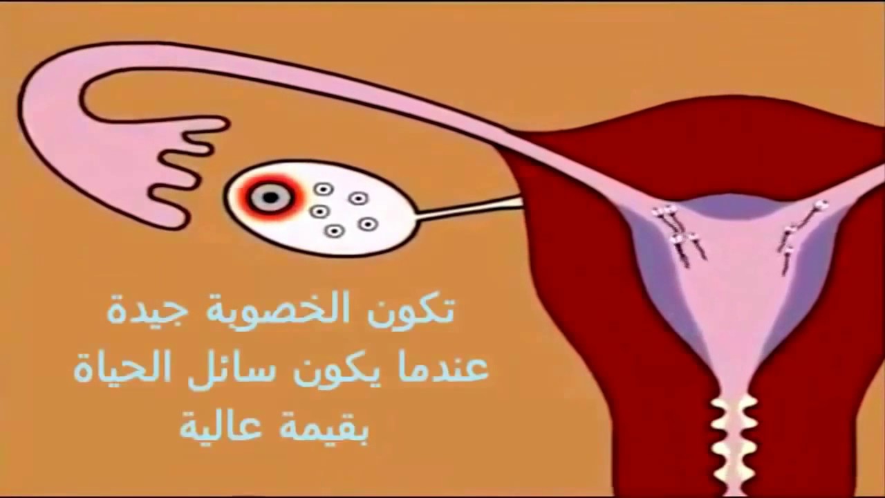 كيف يصبح الحمل - ازاي المراة تحمل من الرجل- 70 1