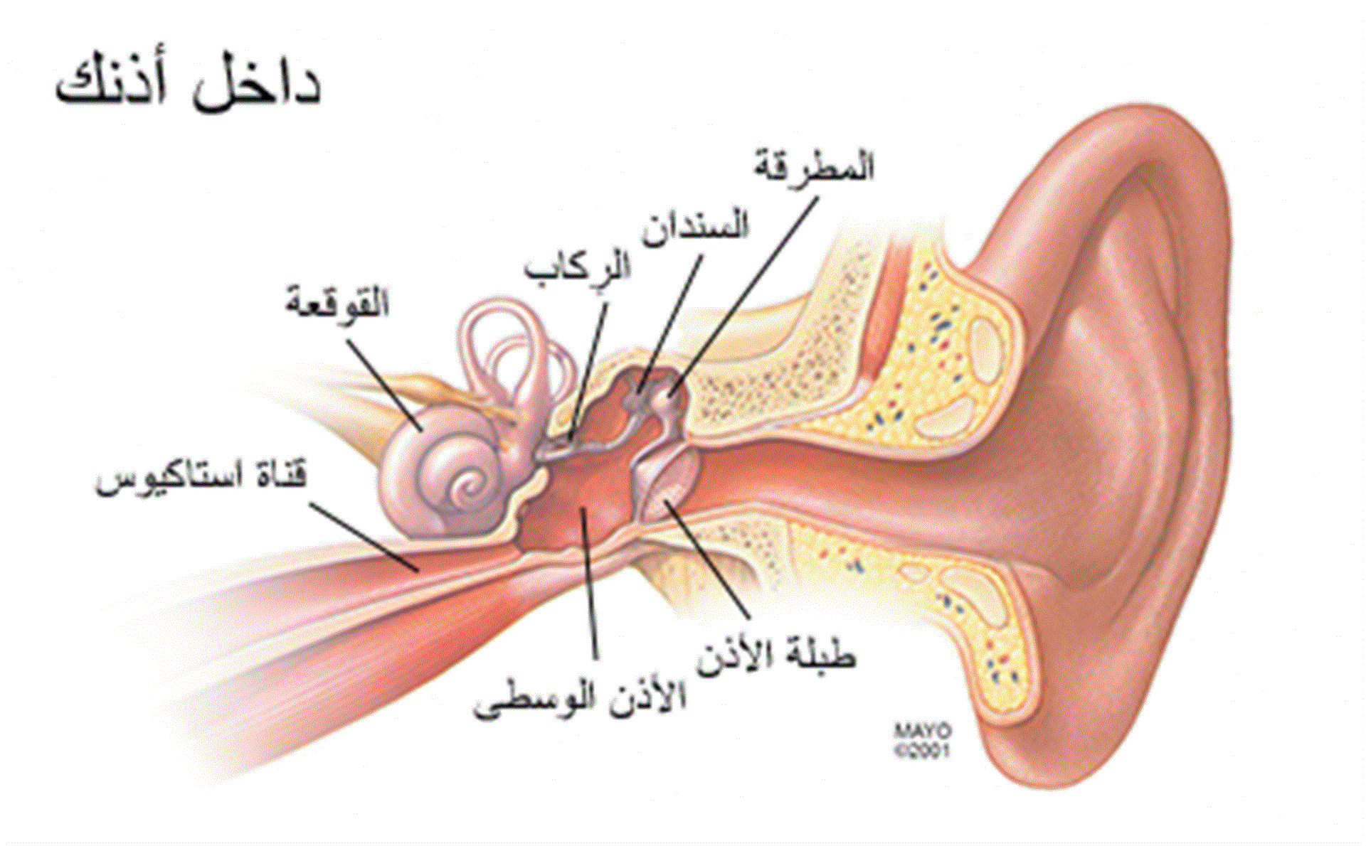 خروج سائل من الاذن عند الكبار - ما سبب خروج الماء من الاذن 1256 1