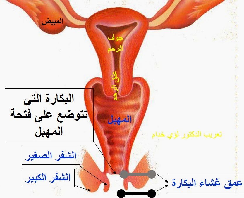 فض البكارة في الحلم - اسرار فض غشاء البكارة فى المنام 2911 2