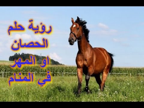 معنى الحصان في المنام - تفسير رؤية الحصان في الحلم 984 3