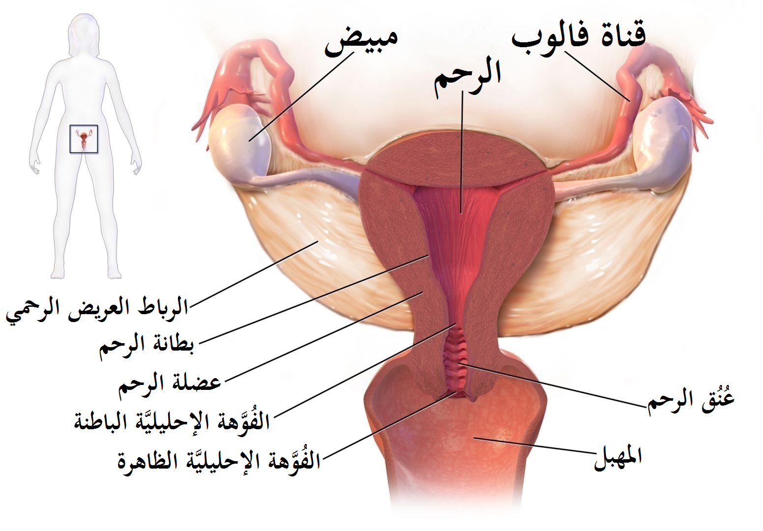 لماذا ينتج الم المبايض وما علاجه ،سبب الم المبايض 5954