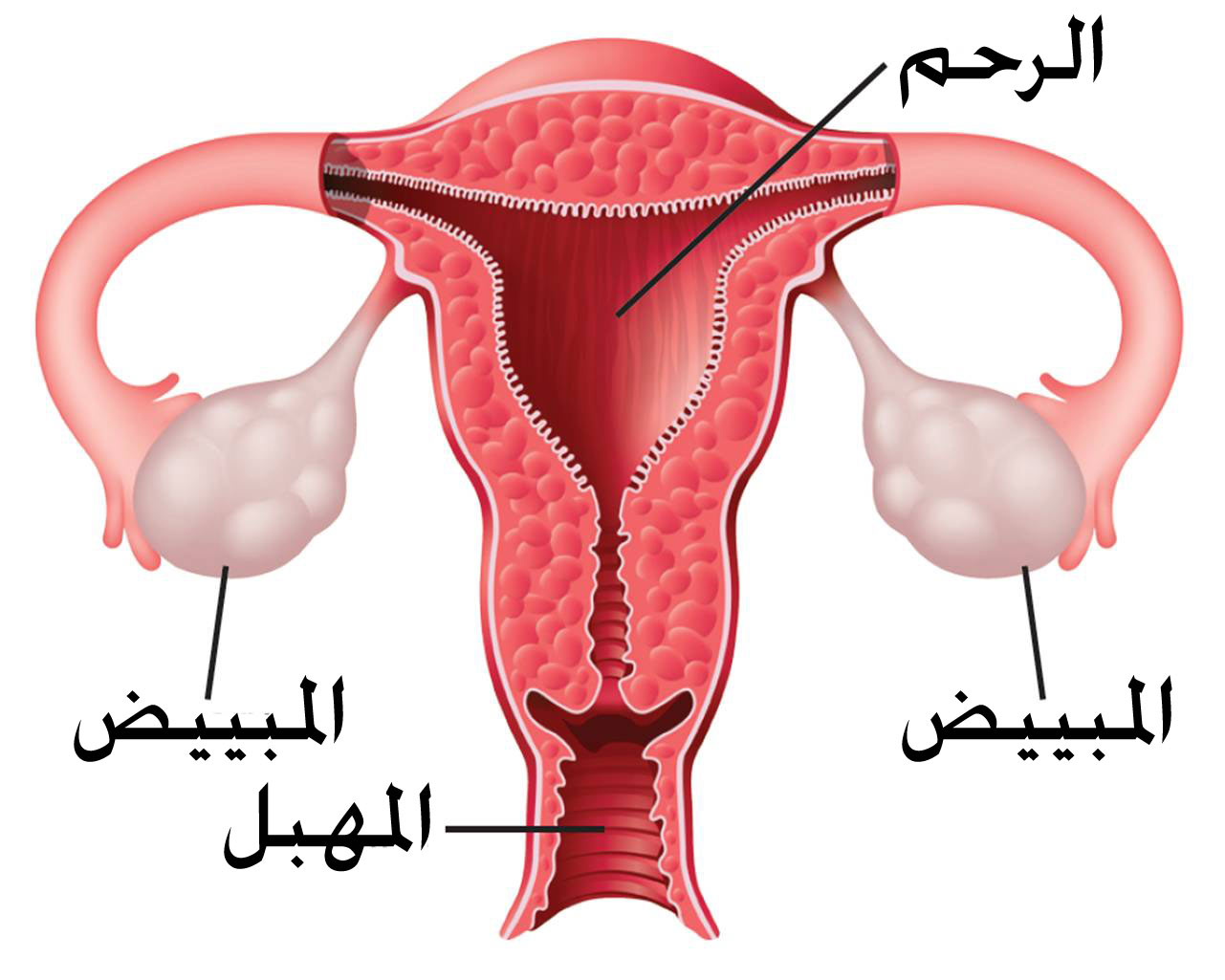 استئصال المبيض والدورة الشهرية , اسباب هامة لاضطراب الدورة عند استئصال المبيض