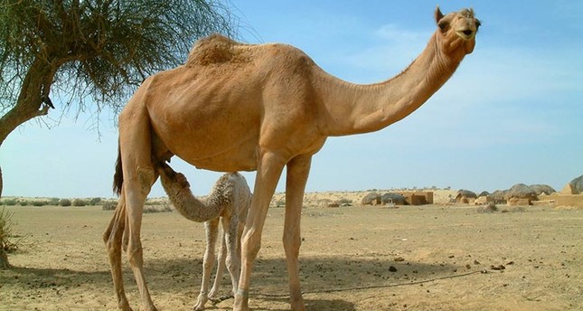 مدة حمل الناقة , ما لا تعرفه عن حمل الناقة