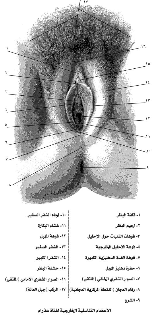 صور فرج المراة - اختلاف شكل المهبل لا يؤثر على العلاقة الزوجية 2581 4