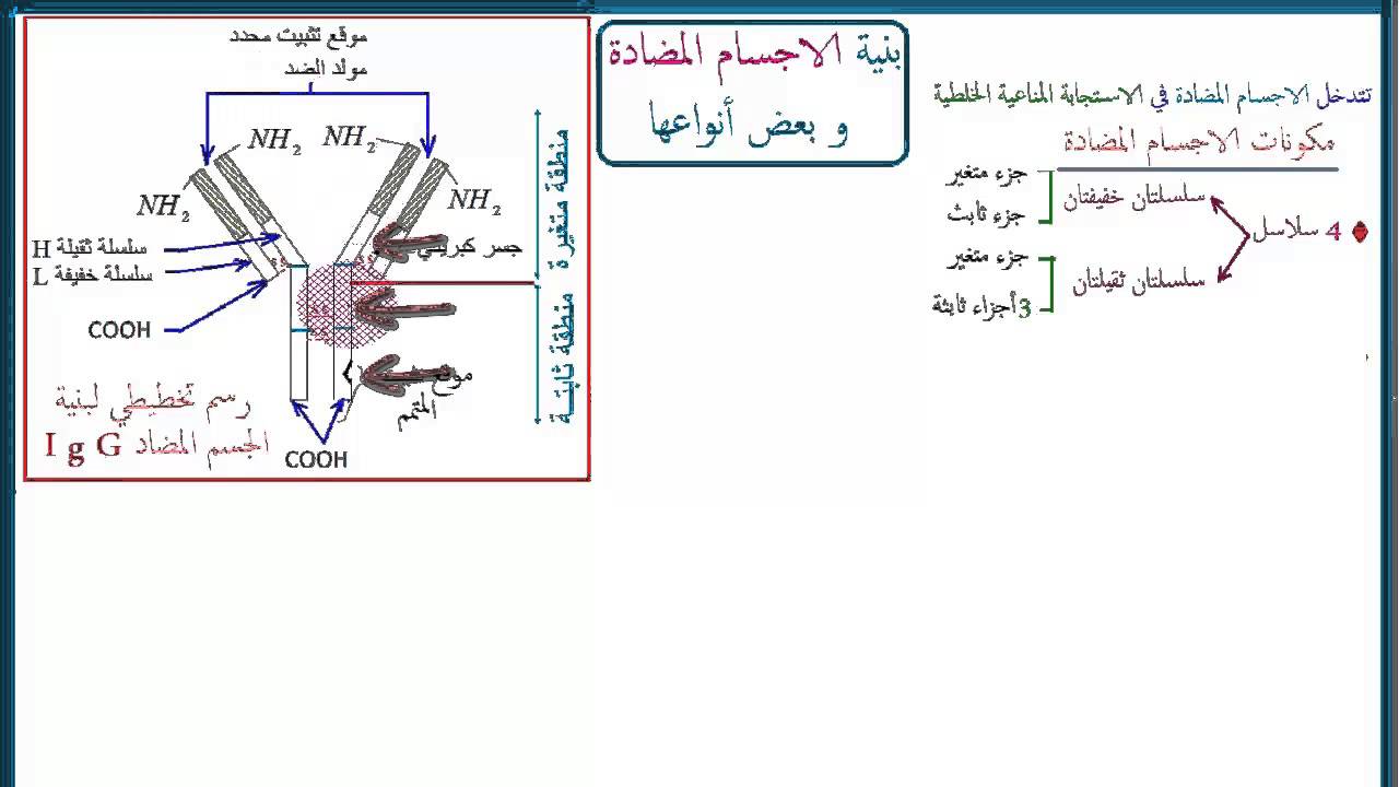 ما هو الجسم المضاد وما دوره ،بنية الجسم المضاد 5549