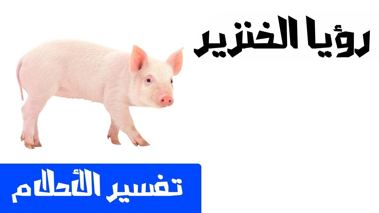 تفسير الاحلام الخنزير - الخنزير في الاحلام و تفسير رؤيته 814 2