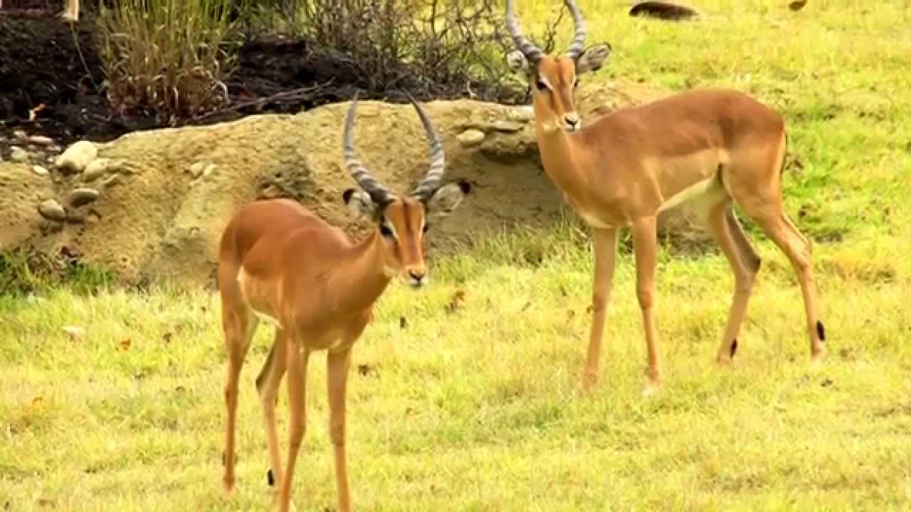 اجمل غزال في العالم - صور اجمل حيوان في العالم الغزال 6654 4