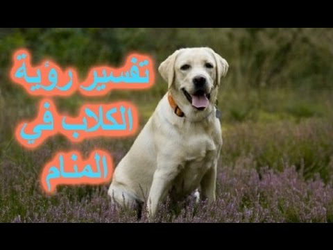 تفسير حلم كلب عضني - رؤية كلب عضني 3681 2