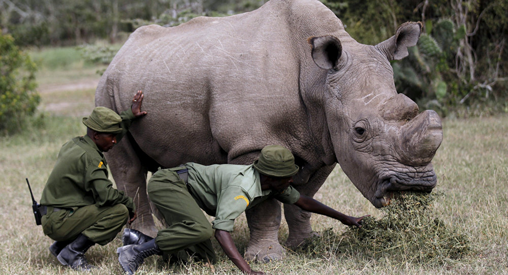 صور وحيد القرن , اغرب معلومة فى صورة عن الكركدن اغراء القلوب
