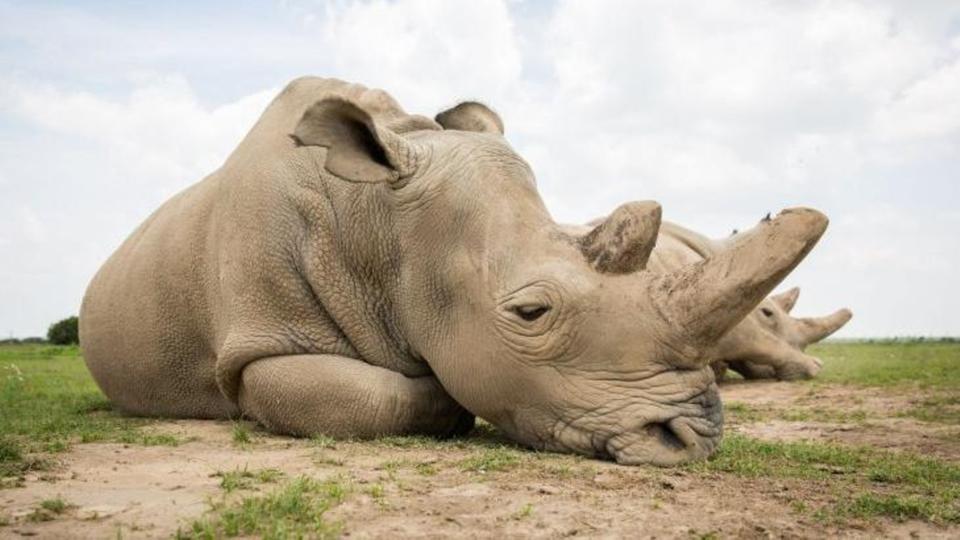 صور وحيد القرن , اغرب معلومة فى صورة عن الكركدن اغراء القلوب